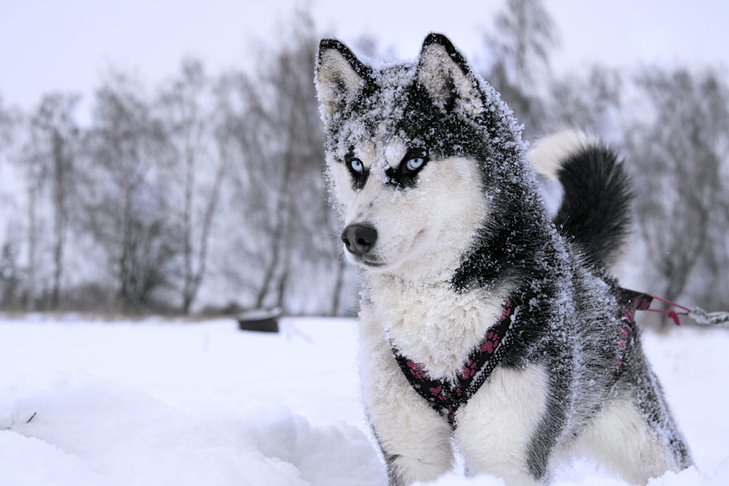 Imagem de um husky siberiano na neve