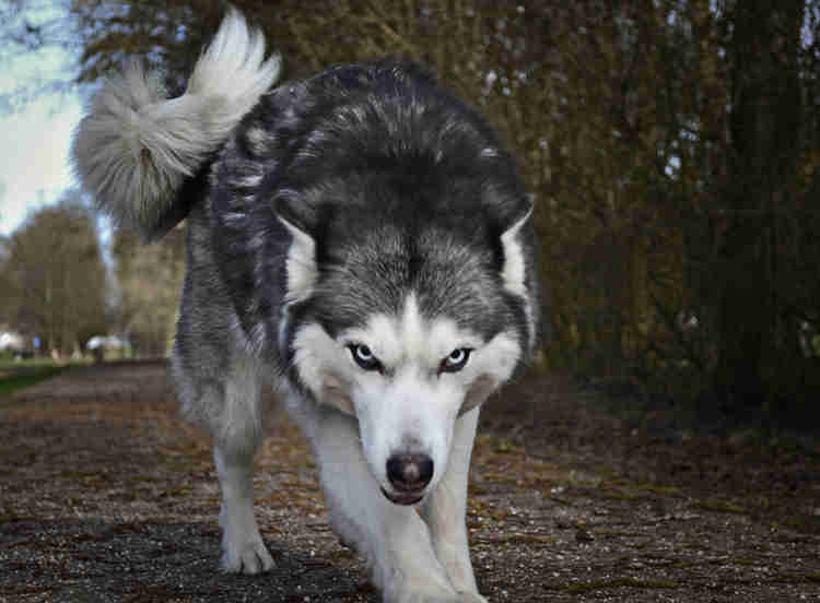 Imagem de um husky siberiano bravo, dando a impressão de que é um cão de guarda