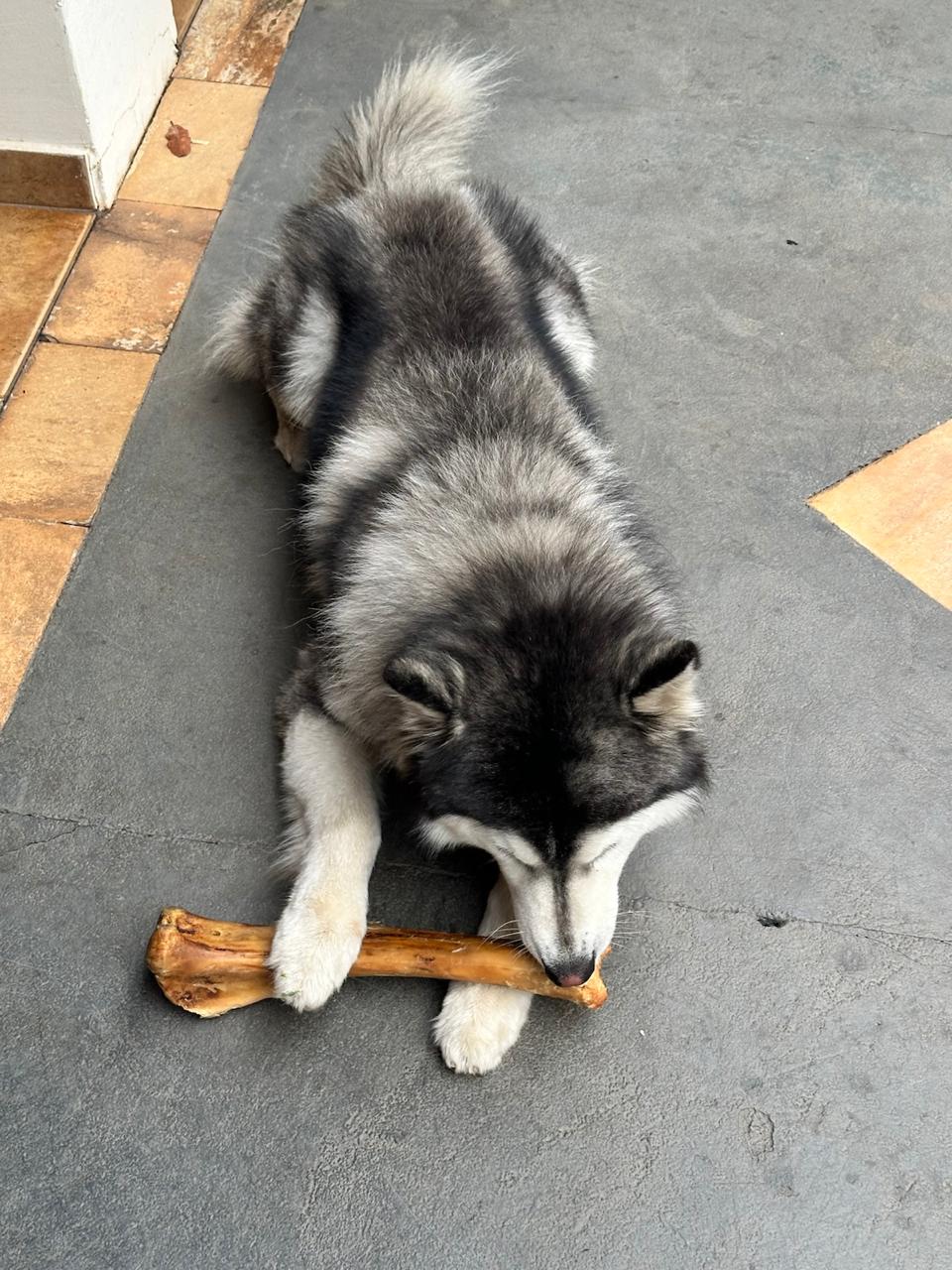 Husky roendo um osso de pet shopm com segurança e responsabilidade